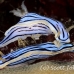 nudibranch_sne_h_0112_yap0449.jpg